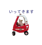 チワワ 出雲＆雅琴のスタンプ（個別スタンプ：10）