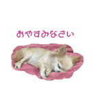 チワワ 出雲＆雅琴のスタンプ（個別スタンプ：19）