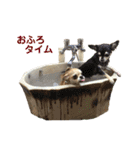 チワワ 出雲＆雅琴のスタンプ（個別スタンプ：38）