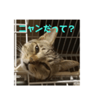 きまぐれ☆ちーこ そのに（個別スタンプ：4）
