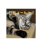 きまぐれ☆ちーこ そのに（個別スタンプ：5）