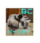 きまぐれ☆ちーこ そのに（個別スタンプ：6）