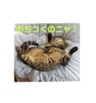 きまぐれ☆ちーこ そのに（個別スタンプ：11）