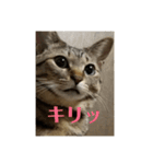 きまぐれ☆ちーこ そのに（個別スタンプ：12）