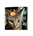 きまぐれ☆ちーこ そのに（個別スタンプ：13）