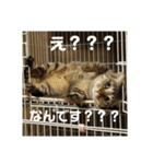 きまぐれ☆ちーこ そのに（個別スタンプ：16）