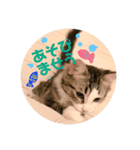 日常会話・銀ちゃん（個別スタンプ：6）