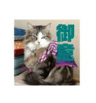 日常会話・銀ちゃん（個別スタンプ：7）