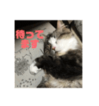 日常会話・銀ちゃん（個別スタンプ：10）
