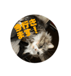 日常会話・銀ちゃん（個別スタンプ：11）