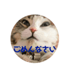 日常会話・銀ちゃん（個別スタンプ：12）