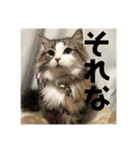 日常会話・銀ちゃん（個別スタンプ：14）