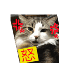 日常会話・銀ちゃん（個別スタンプ：15）