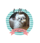 愛犬ですよ（個別スタンプ：4）