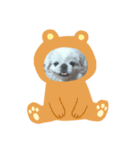 愛犬ですよ（個別スタンプ：5）