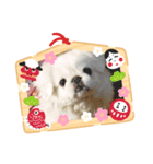 愛犬ですよ（個別スタンプ：6）