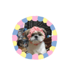 愛犬ですよ（個別スタンプ：7）