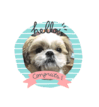 愛犬ですよ（個別スタンプ：8）