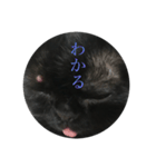 黒猫たるみ2（個別スタンプ：8）