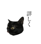 黒猫たるみ2（個別スタンプ：13）