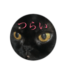 黒猫たるみ2（個別スタンプ：16）