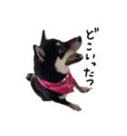 柴犬チロ②（個別スタンプ：1）
