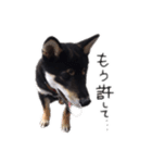 柴犬チロ②（個別スタンプ：2）