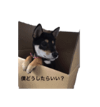 柴犬チロ②（個別スタンプ：3）