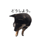 柴犬チロ②（個別スタンプ：4）
