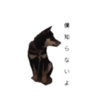 柴犬チロ②（個別スタンプ：5）