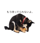 柴犬チロ②（個別スタンプ：6）
