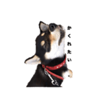 柴犬チロ②（個別スタンプ：7）