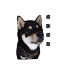 柴犬チロ②（個別スタンプ：8）
