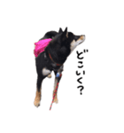 柴犬チロ②（個別スタンプ：10）