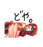柴犬チロ②（個別スタンプ：11）