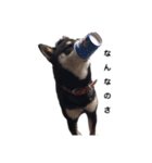 柴犬チロ②（個別スタンプ：12）