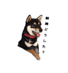 柴犬チロ②（個別スタンプ：13）