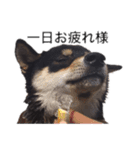 柴犬チロ②（個別スタンプ：14）