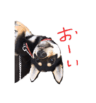 柴犬チロ②（個別スタンプ：15）
