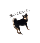 柴犬チロ②（個別スタンプ：16）