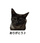 我が家の猫の自由なスタイル2（個別スタンプ：1）