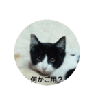 我が家の猫の自由なスタイル2（個別スタンプ：2）