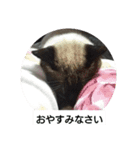 我が家の猫の自由なスタイル2（個別スタンプ：3）