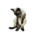 我が家の猫の自由なスタイル2（個別スタンプ：5）