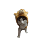 我が家の猫の自由なスタイル2（個別スタンプ：8）