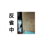 我が家の猫の自由なスタイル2（個別スタンプ：9）