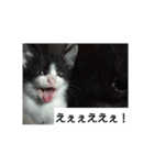 我が家の猫の自由なスタイル2（個別スタンプ：10）