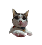 我が家の猫の自由なスタイル2（個別スタンプ：12）