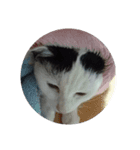 我が家の猫の自由なスタイル2（個別スタンプ：16）