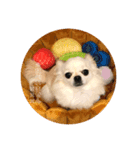 犬なのにとまと。（個別スタンプ：2）